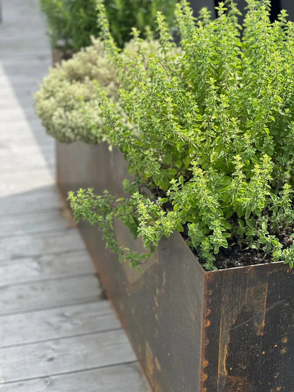 Planter til høybed | Finn inspirasjon til høybed | Stålhagen